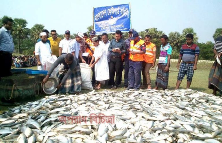 কলাপাড়ায় প্রায় ১০০মন জাটকা ইলিশ জব্দ