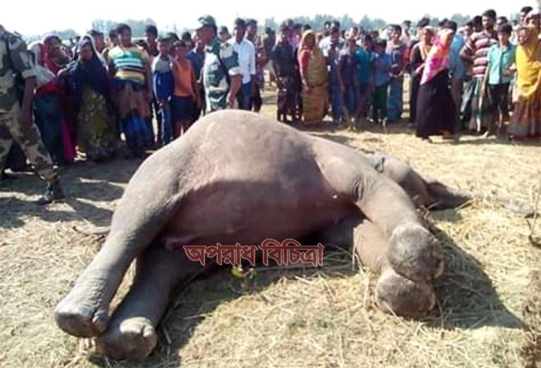 রৌমারীতে রহস্যজনক হাতির মৃত্যু