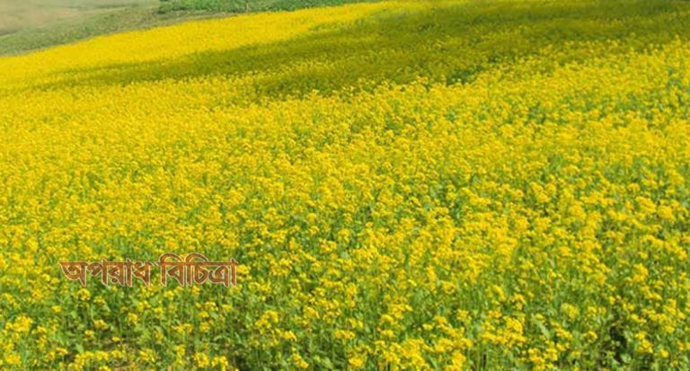 সবুজ গাছের হলুদ ফুল শীতের  রোদে ঝিকিমিকি করছে