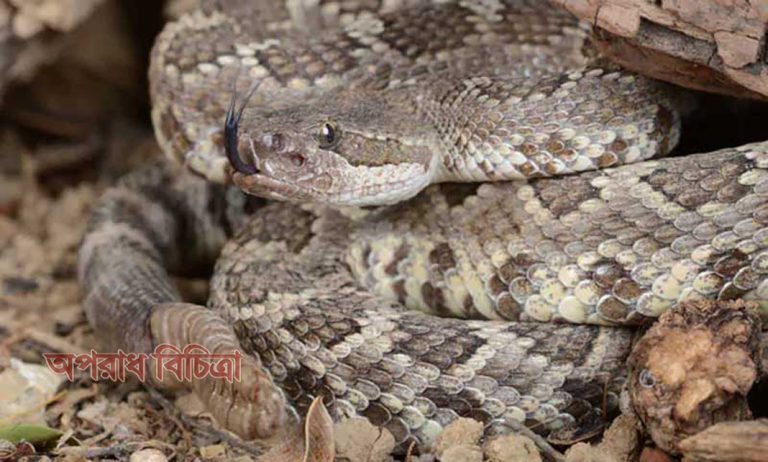 চালার নিচে ৩০টিরও বেশি ভয়ঙ্কর বিষধর সাপ