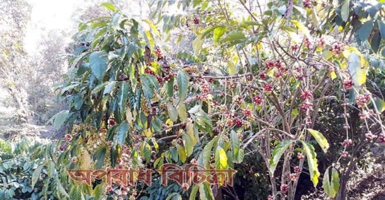 কফি চাষে বদলে যাবে পাহাড়ি জীবন