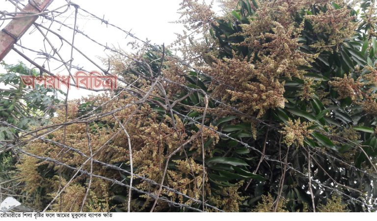 রৌমারীতে শিলা বৃষ্টি গম ও আমের মুকুলের ব্যাপক ক্ষতি