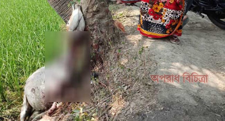 গরুকে গাছে ঝুলিয়ে ও গলা কেটে হত্যা