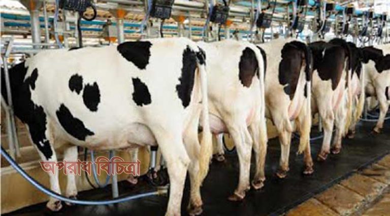 গাভীর দুধে কীটনাশক ও অ্যান্টিবায়োটিক পাওয়া গেছে