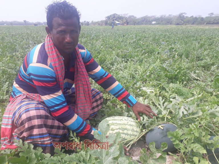 ম্পার ফলনে তরমুজ চাষীদের মুখে হাসি
