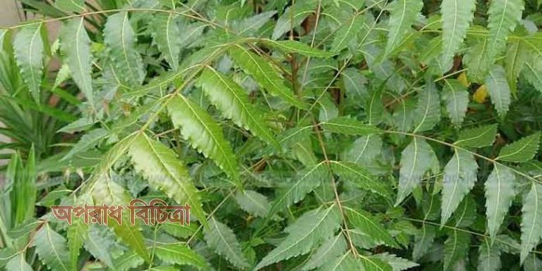এলার্জি দুর করতে নিম পাতার গুনাবলী