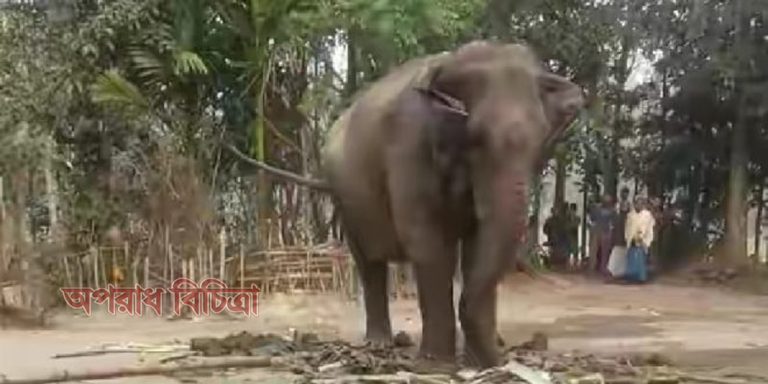 হাতির আক্রমণে প্রাণ গেলো যুবকের