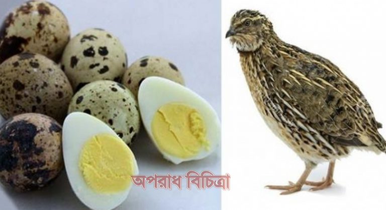 জেনে নিন কোয়েল পাখির ডিমের উপকারিতা