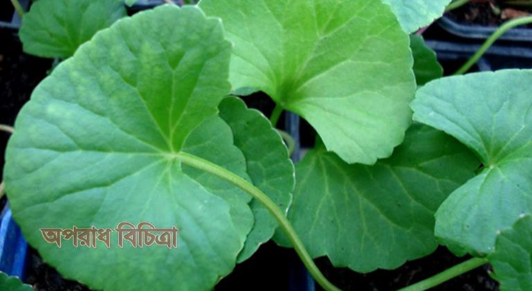 জেনে নিন থানকনি পাতার উপকারিতা
