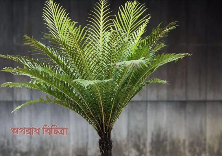 যে সব গাছ ঘরের বাতাস বিশুদ্ধ করবে
