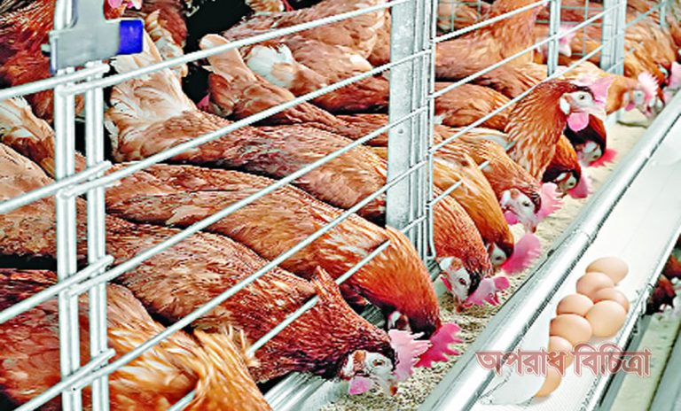 সরকার পোলট্রি পণ্য রফতানির বিশাল সম্ভাবনা দেখছে