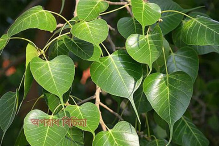 বাড়ির আশে পাশে উপকারি অনেক ঔষধি গাছ পাওয়া যায়