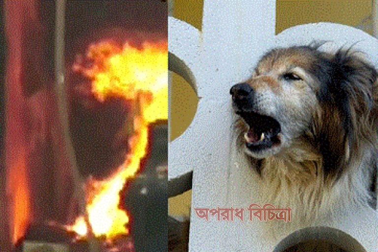 বাড়ির ৩০ জনকে বাঁচিয়ে প্রাণ দিল পোষা কুকুর