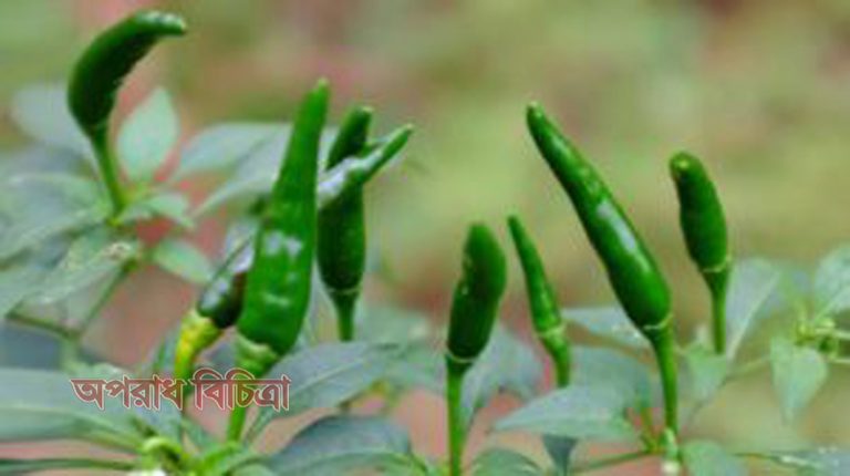 হার্ট অ্যাটাকের ঝুঁকি কমাতে কাঁচামরিচের কিছু উপকারিতা