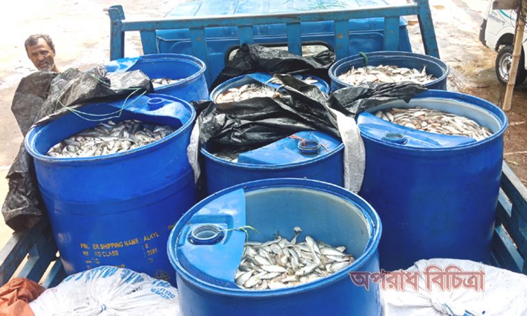 দিনে ও রাতের আঁধারে মেঘনা নদীতে ঝাঁকেঝাঁকে জাটকা ইলিশ ধরছে জেলেরা