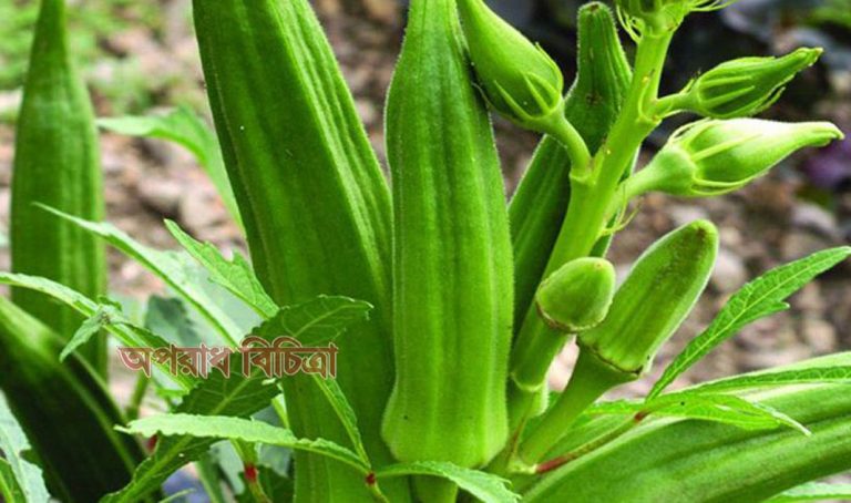 জেনে নিন ঢেঁড়সের  যত গুণ