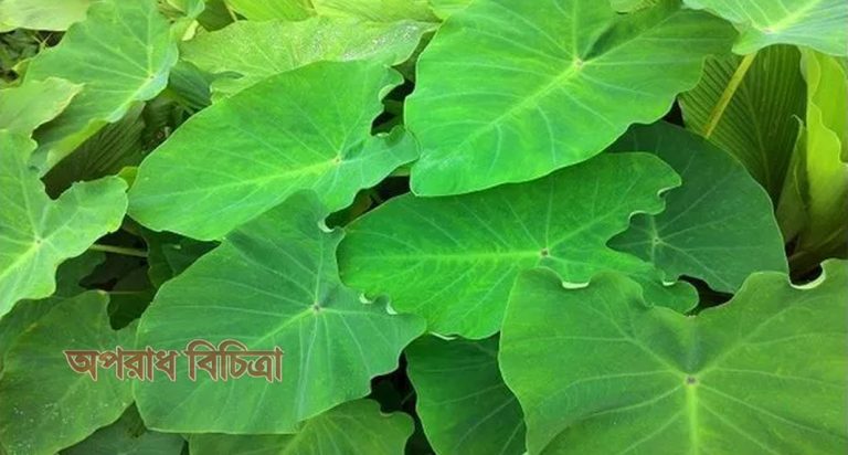 জেনে নিন কচু শাকের যত গুন