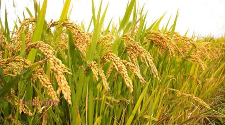 বোরো ধানের বাম্পার ফলনেও কপাল পুরেছে কৃষকের