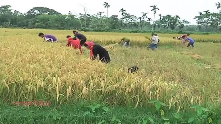 কৃষকের ধান বিনা মূল্যে কেটে দিল স্কাউট সদস্যরা