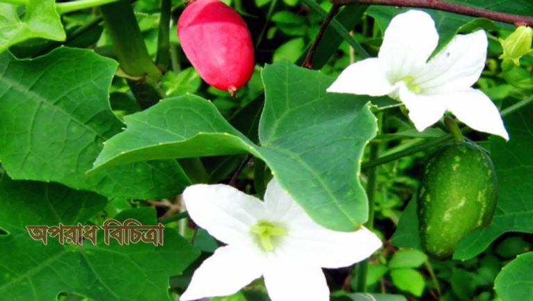 জেনে নিন তেলাকুচা পাতার উপকারিতা