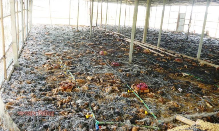 দুষ্কৃতিকারীদের দেওয়া আগুনে ৭ হাজার মোরগ সম্পূর্ণ পুড়ে ছাই