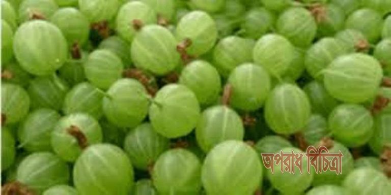 আমলকী পৃথিবীর সবচেয়ে শক্তিশালী অ্যান্টিঅক্সিডেন্ট