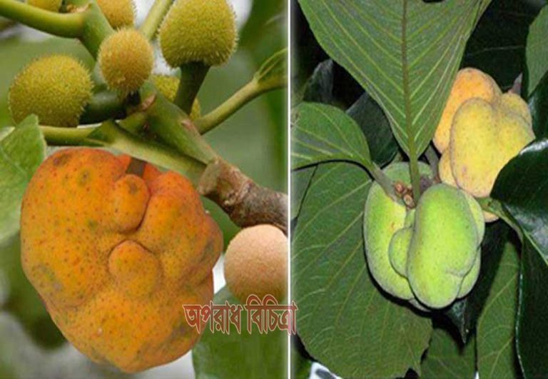 ডেউয়া ফলের ভেষজ গুণ