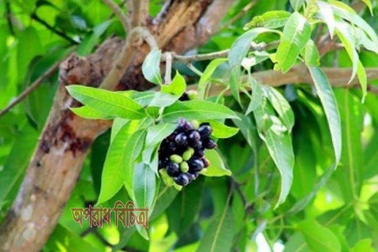 নাটোরে আম গাছে জাম দেখতে উৎসুক জনতার ভিড়