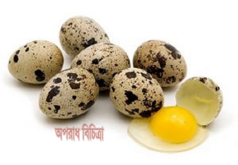 কোয়েল পাখির ডিমের উপকারিতা জানলে অবাক হবেন