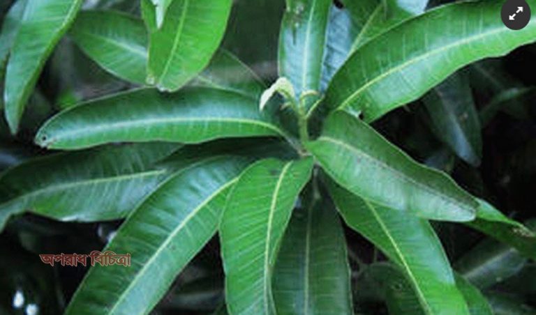 জেনে নিন আমপাতার ওয়াইন এর যত গুন