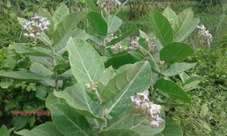 জেনে নিন আকন্দ পাতার গুনাবলী
