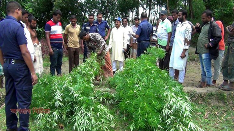 সবজি বাগান থেকে  গাঁজার গাছ উদ্ধার
