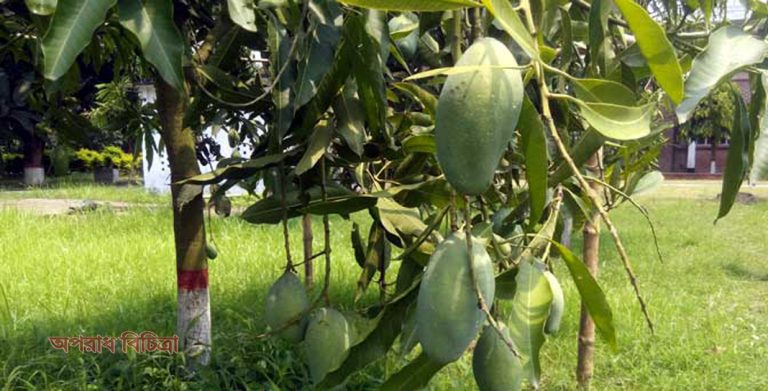 আমের দেশে নতুন বেশে