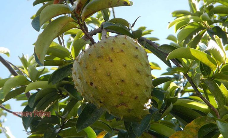 ক্যান্সার প্রতিরোধে ফলের সক্ষমতা থাকার আলোচনায় সারাবিশ্বে টক আতা অগ্রণী