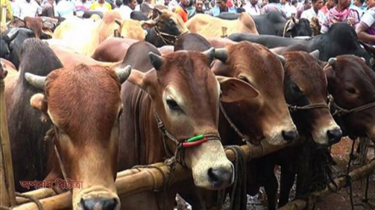 কোরবানিতে পশু সংকটের কোনো আশঙ্কা নেই