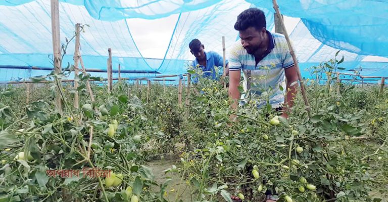 টমেটো চাষ করেই সাবলম্বী সাগর