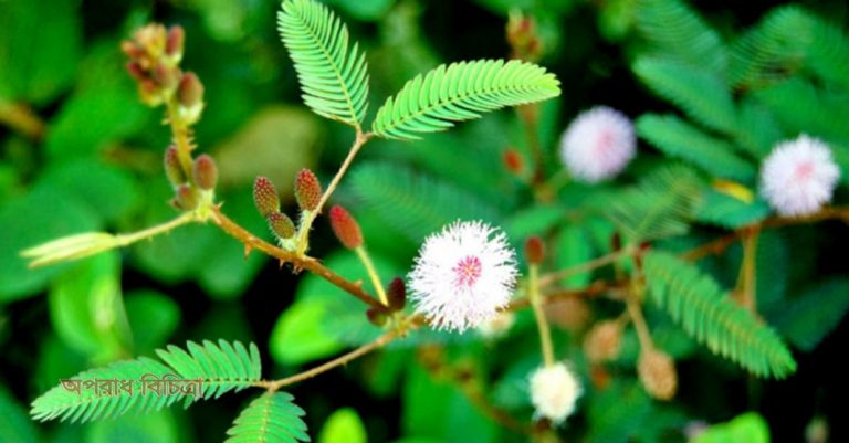 জেনে নিন লজ্জাবতী গাছের গুনাগুন ও উপকারিতা