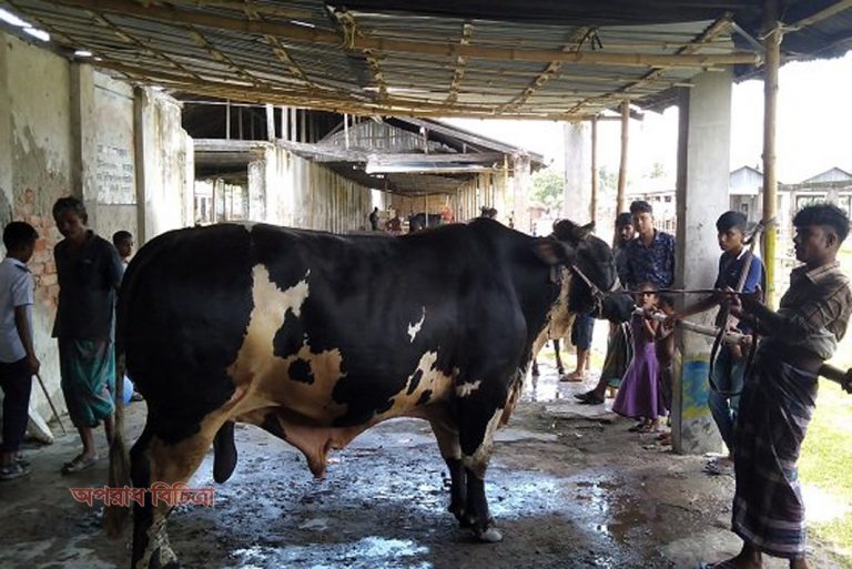 ২০ মণ ওজনের এ গরুটির দাম হাঁকা হয়েছে ৮ লাখ টাকা