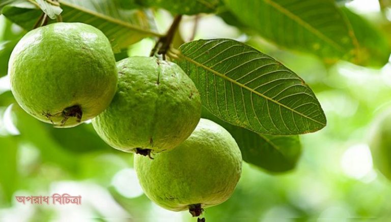জেনে নিন ওজন ও ডায়াবেটিস এ পেয়ারার গুনাগুন