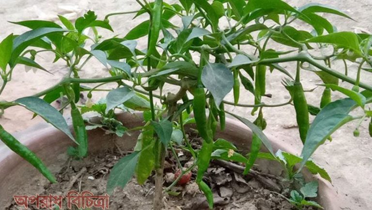 জেনে নিন ক্যা’নসারে ঝুঁকি কমাতে কাঁচা মরিচের উপকারিতা