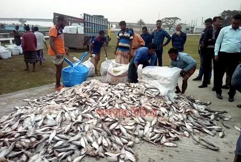কলাপাড়ায় ট্রাক থেকে ৭৫ মণ জাটকা ইলিশ জব্দ