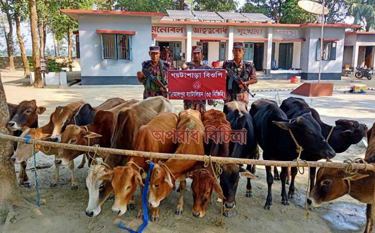 রৌমারী বিজিবি’র অভিযানে বিপুল পরিমাণ ভারতীয় গরু আটক করা হয়