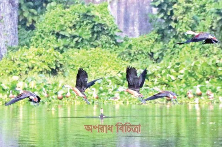 অতিথি পাখির আগমনে মুখর রাজশাহী বিশ্ববিদ্যালয়