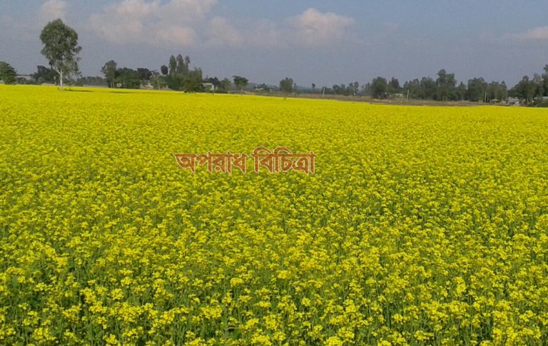 রৌমারীতে দিগন্ত জুড়ে সরিষার বাম্পার ফলন হওয়ায় কৃষকের মুখে হাসি