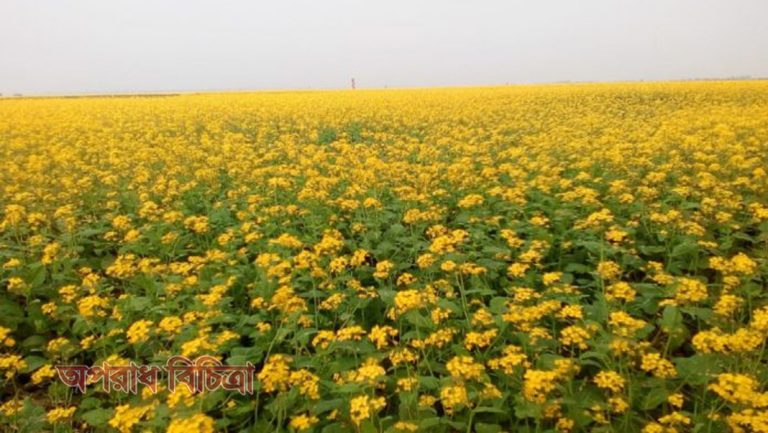মান্দায় সরিষা চাষে আগ্রহ বেড়েছে চাষিদের