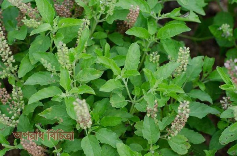 জেনে নিন দৃষ্টিশক্তি বাড়াতে তুলসি পাতার উপকারিতা