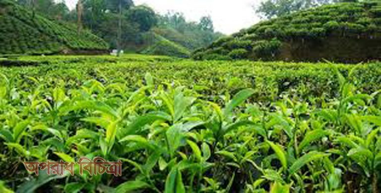 দু’টি পাতা একটি কুঁড়ির অধ্যয় আজ গৌরবমুখর