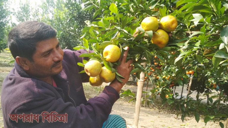 রফিকুলের বাগানে উৎপাদিত কমলা খেতে বেশ সুস্বাদু ও পুষ্টিকর