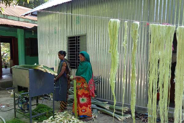 সুতা ও কাপড় তৈরি হয় আনারস পাতা থেকে