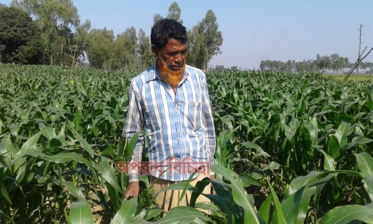 কোন কীটনাশকেই  প্রতিকার পাচ্ছেনা অভিযোগ